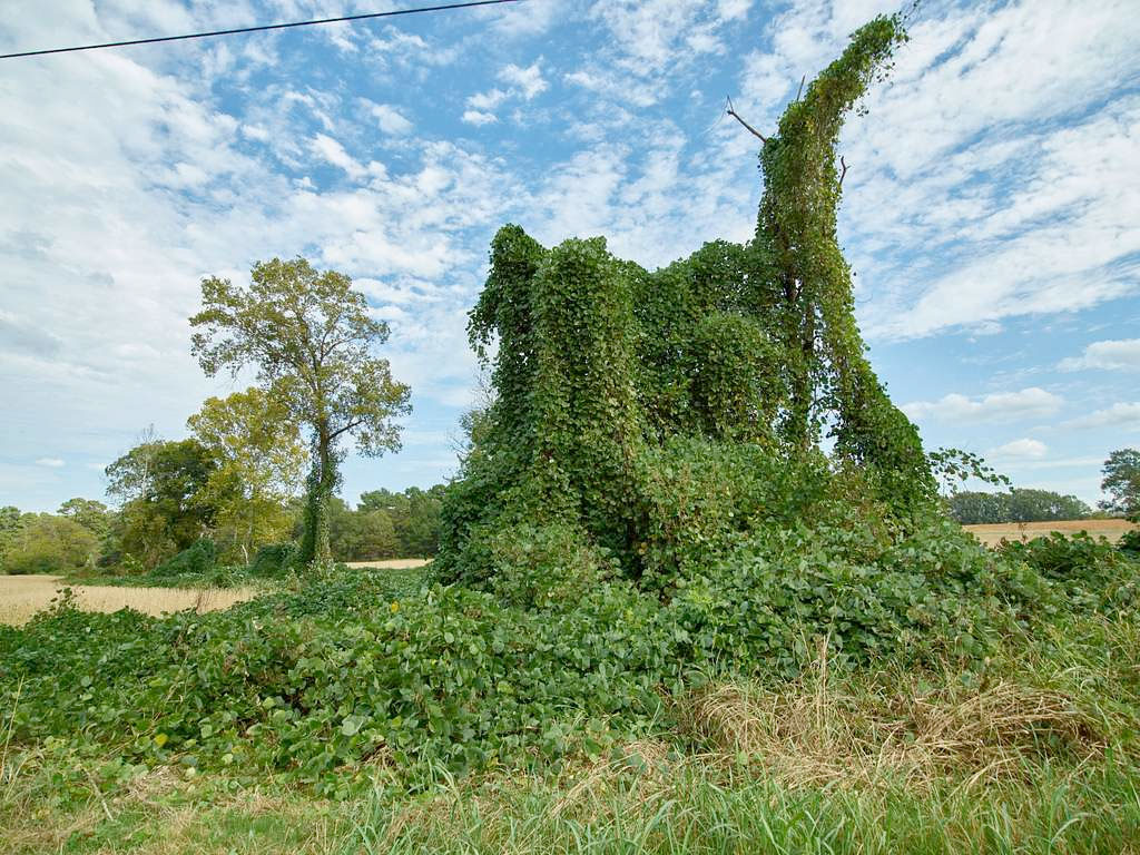 Kudzu