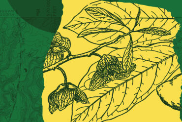 Common pawpaw