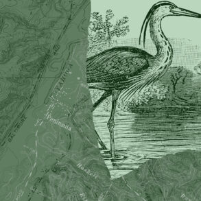 Great blue heron