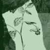 Jewelweed