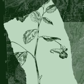 Jewelweed