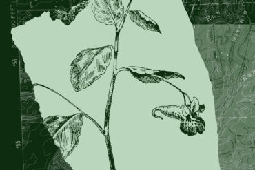 Jewelweed