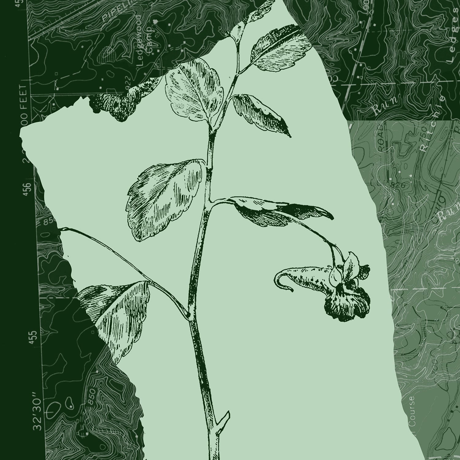 Jewelweed