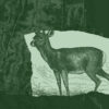 White-tailed deer