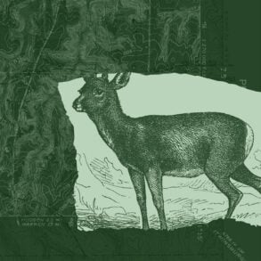 White-tailed deer