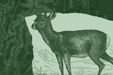 White-tailed deer