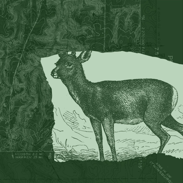 White-tailed deer