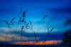 Field at dusk