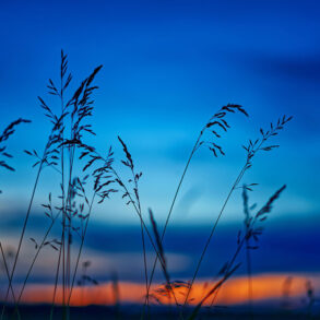 Field at dusk