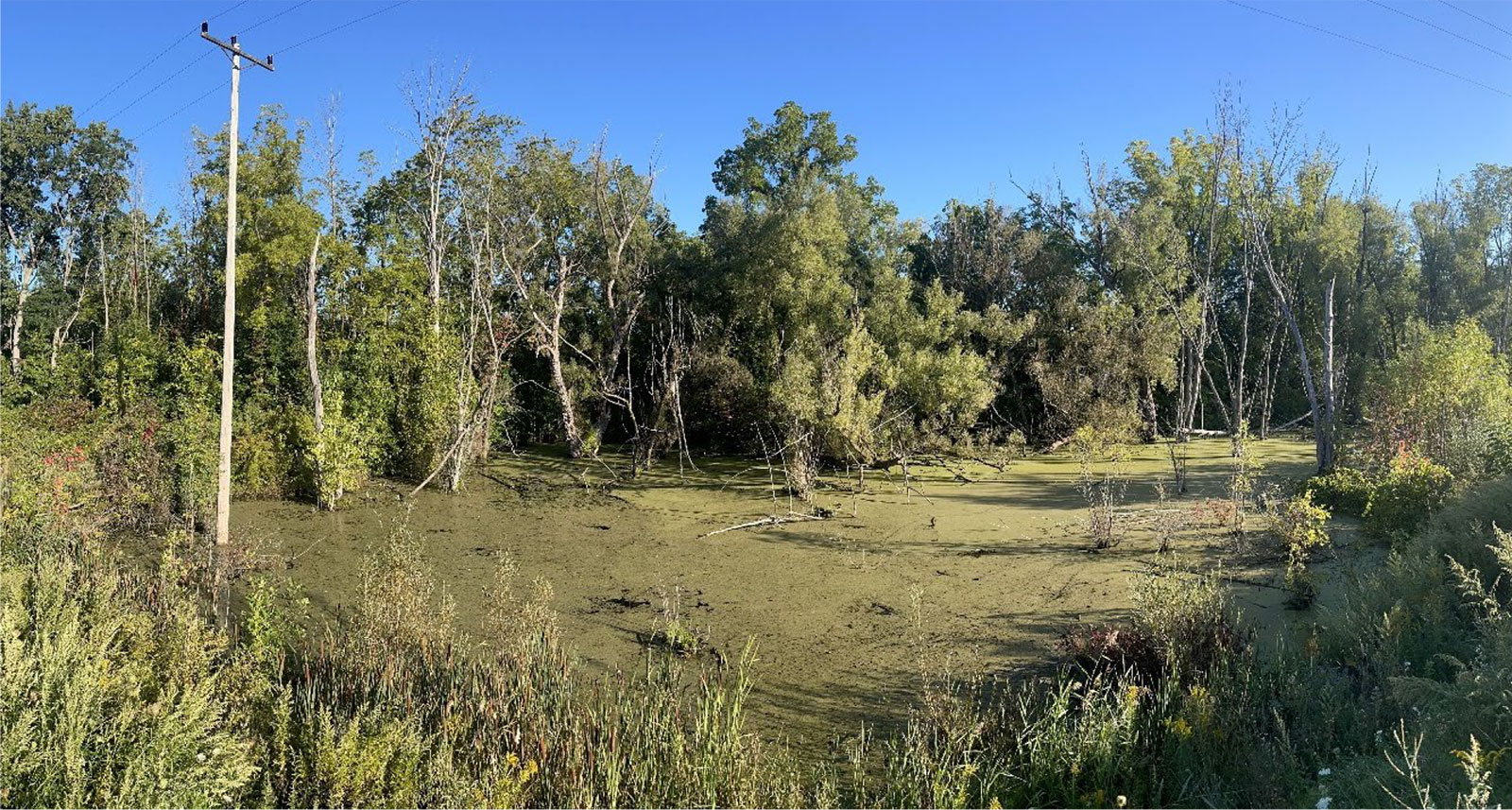 Wetlands