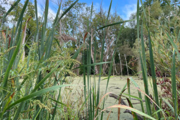 Wetlands