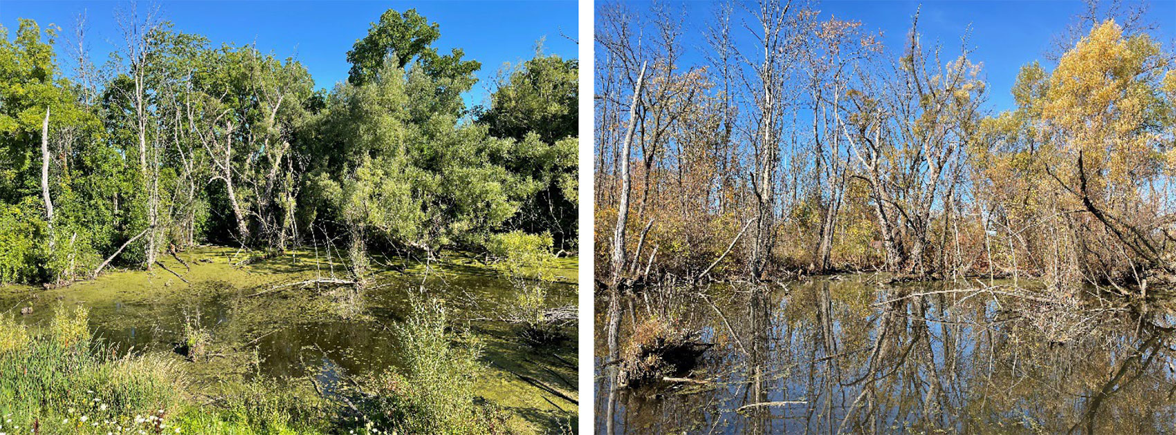 Wetlands in summer and fall