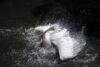 White pelican splashing in water