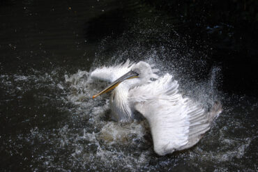 White pelican splashing in water