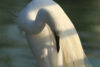 White egret preening