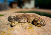 Bull snake in yard