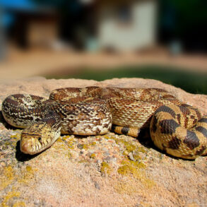 Bull snake in yard