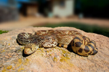 Bull snake in yard