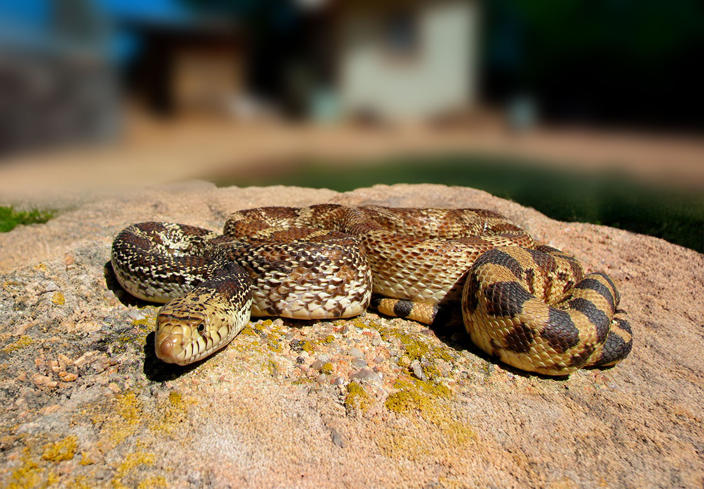 Bull snake in yard