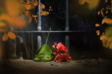 Hibiscus in autumn