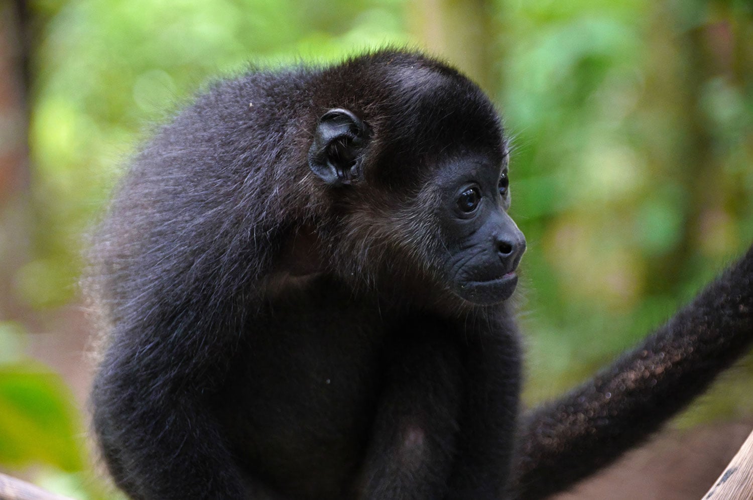 Monkey in La Ceiba