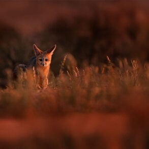 Desert fox in evening light