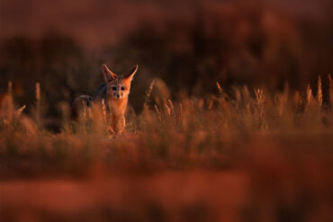Desert fox in evening light