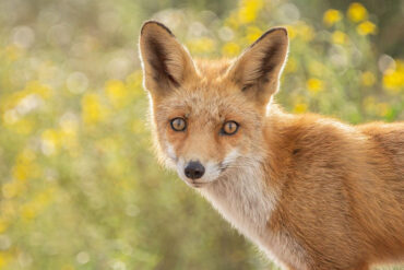 Fox in sunny field