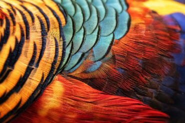 Closeup view of pheasant feathers