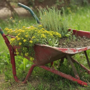 Old wheelbarrow with flowers