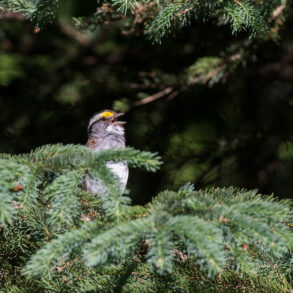 White-throated sparrow, singing