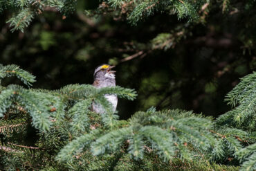 White-throated sparrow, singing