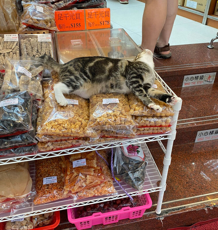 Cat lounging on dry goods