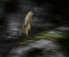 Blurred eagle-owl in flight