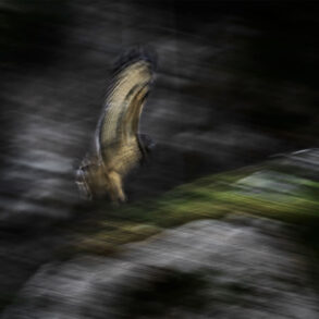 Blurred eagle-owl in flight