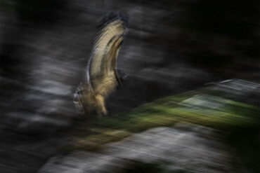 Blurred eagle-owl in flight