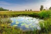 Lovely pond