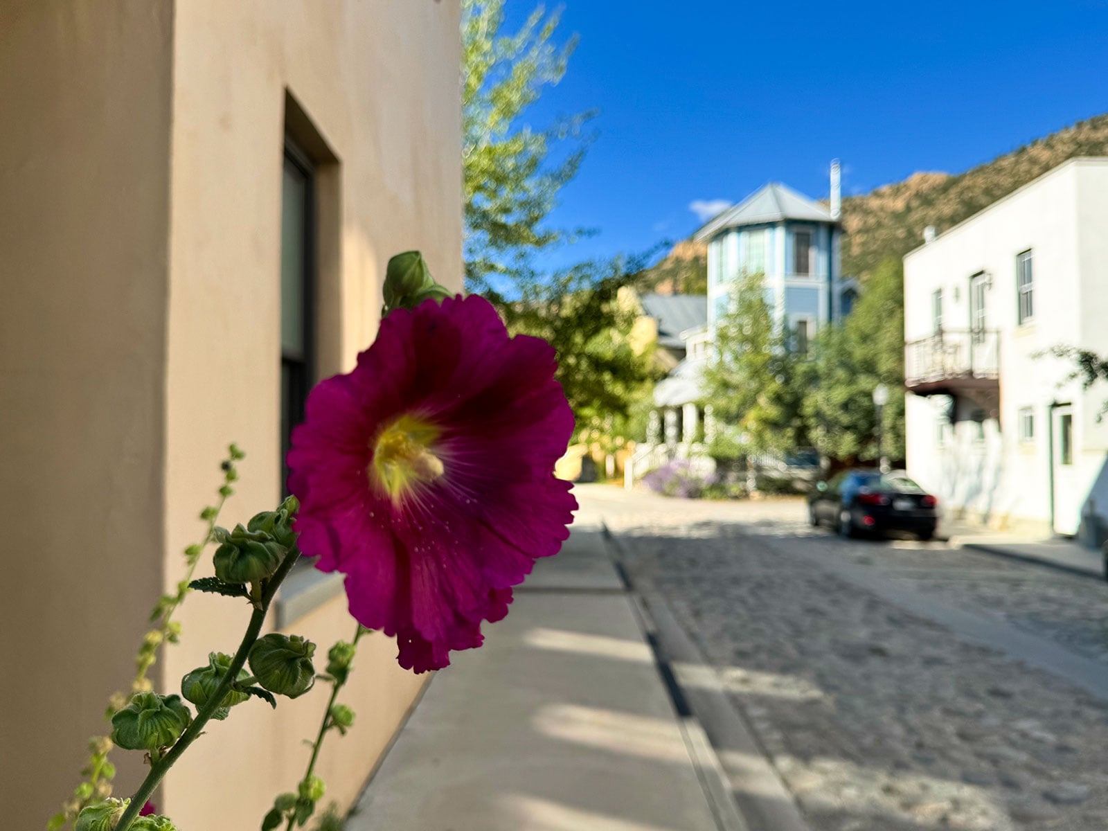 Flower at South Main