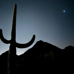 Silhouette of cactus and mountains at night