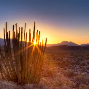 Organ pipe cactus in desert at sunset
