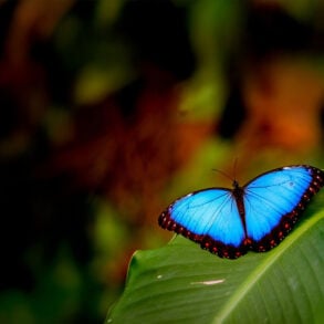 Blue butterfly