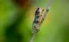 Cicada