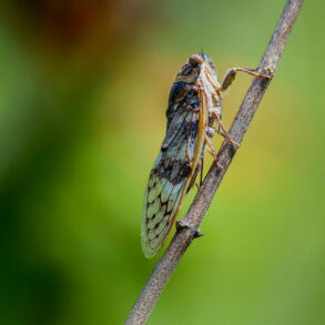 Cicada