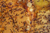 Honeybees on honeycomb