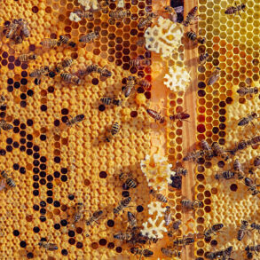 Honeybees on honeycomb