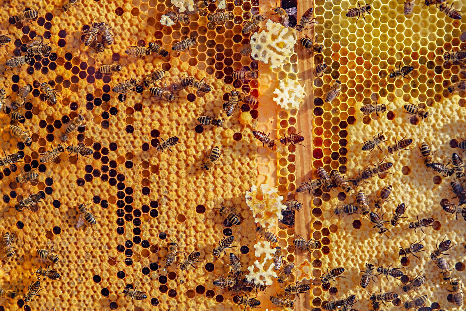 Honeybees on honeycomb