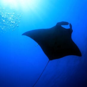 Manta ray