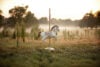Single carousel horse in a field