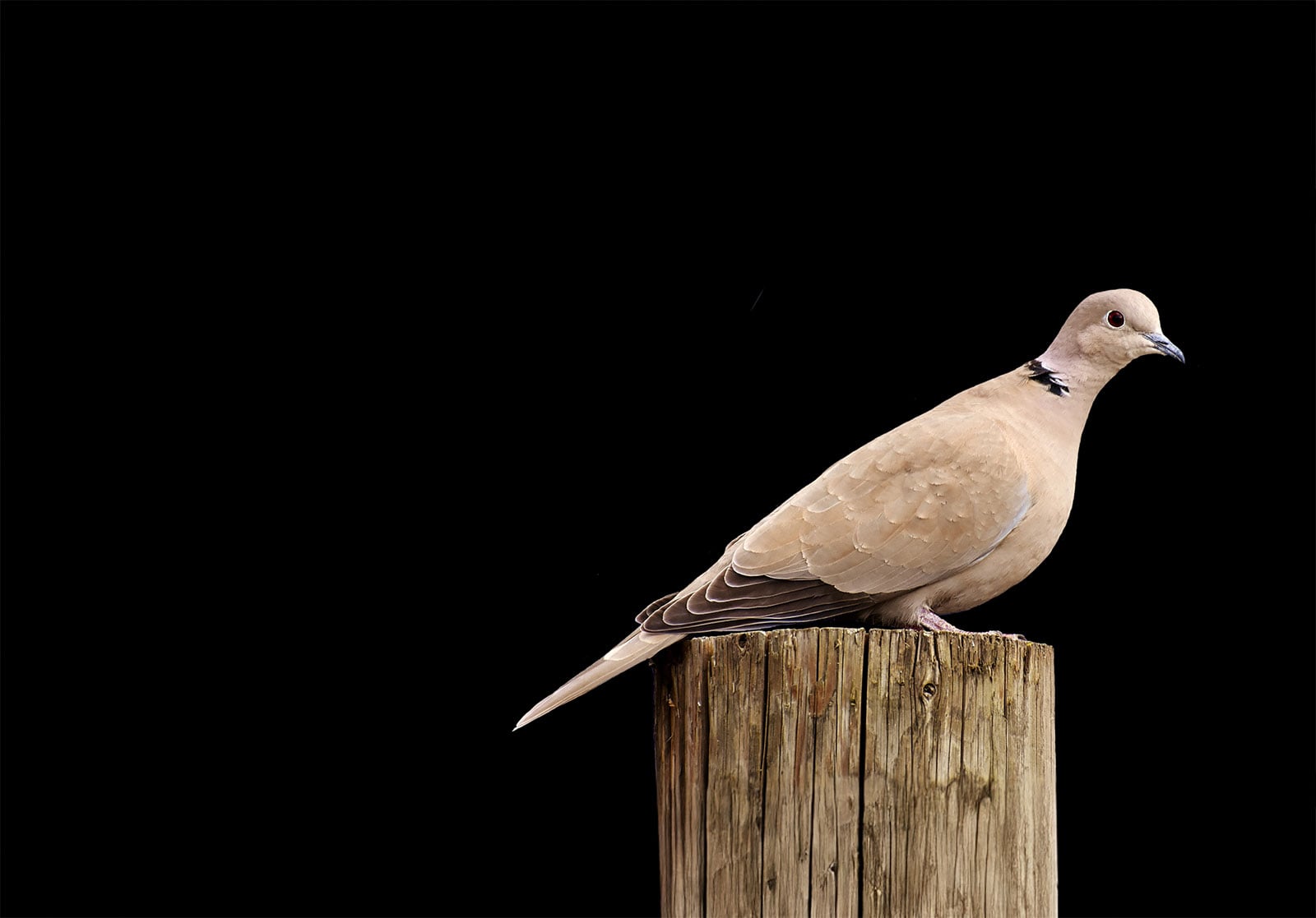 Dove on fencepost