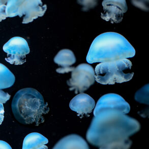 Jellyfish